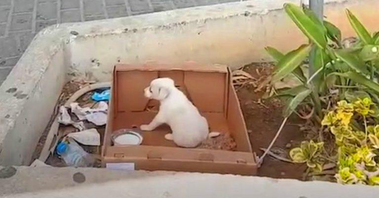 Tiny Puppy Abandoned Outside Of A Supermarket Found Crying For Help