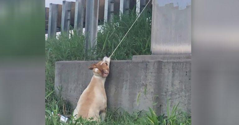 Dog Found Hanging By Electrical Cord Near Highway Overpass And No One Cares