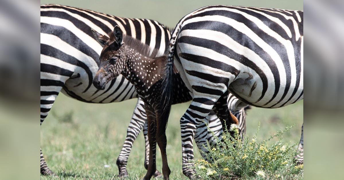 Почему у зебры не бывает стресса. Абундизм Зебра. Masai Mara Zebra. Чёрная Зебра в белую полоску. Пятнистая Зебра.