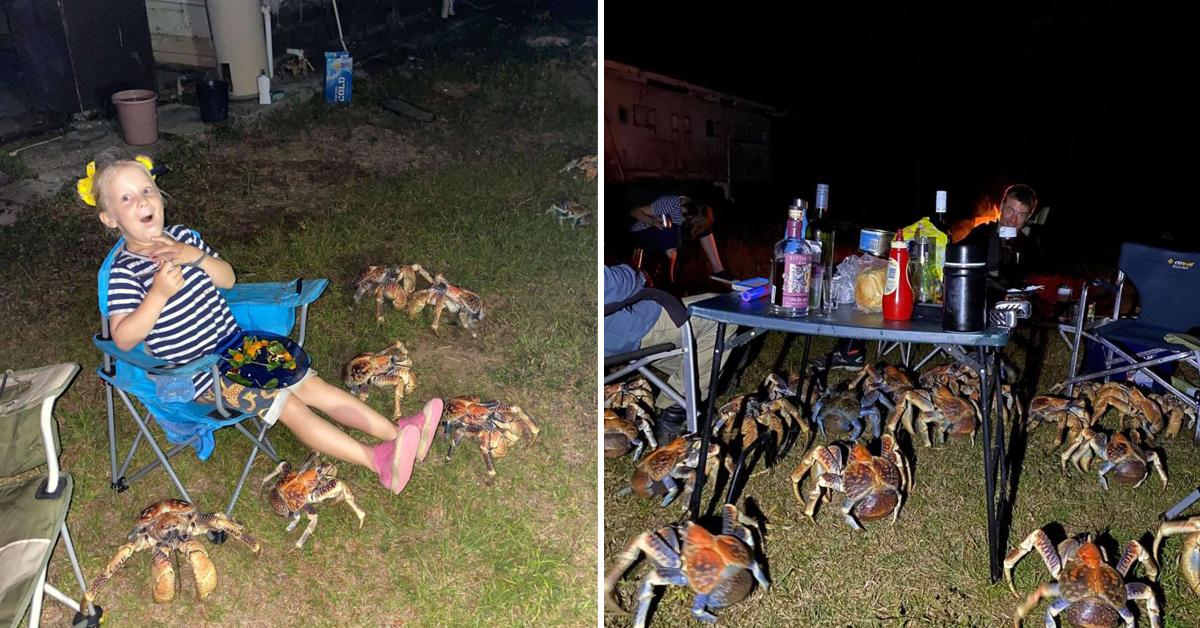 Giant Crabs Invade Family's Picnic And Steal Their Food