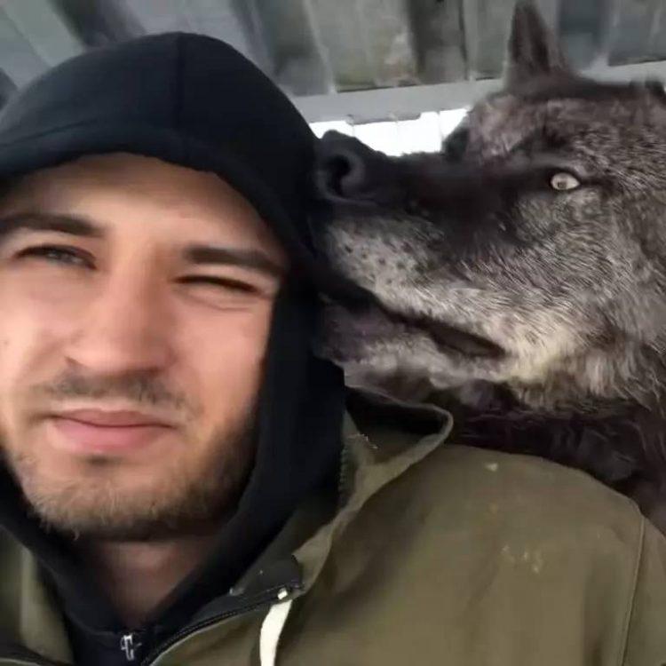 The Man Who Lives With A Giant Wolf , Plays With Him Like A Puppy