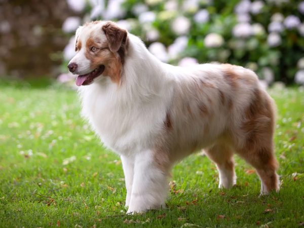 Australian Shepherd Dogs