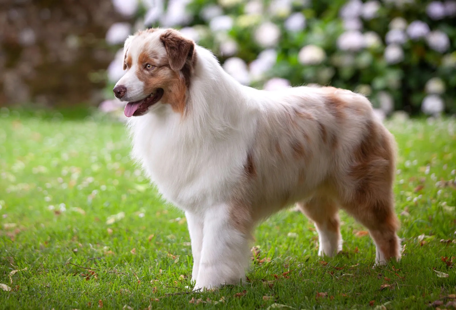 Australian Shepherd Dogs