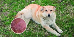 Hotspot for Dogs Ultimate Guide to Effective Treatment