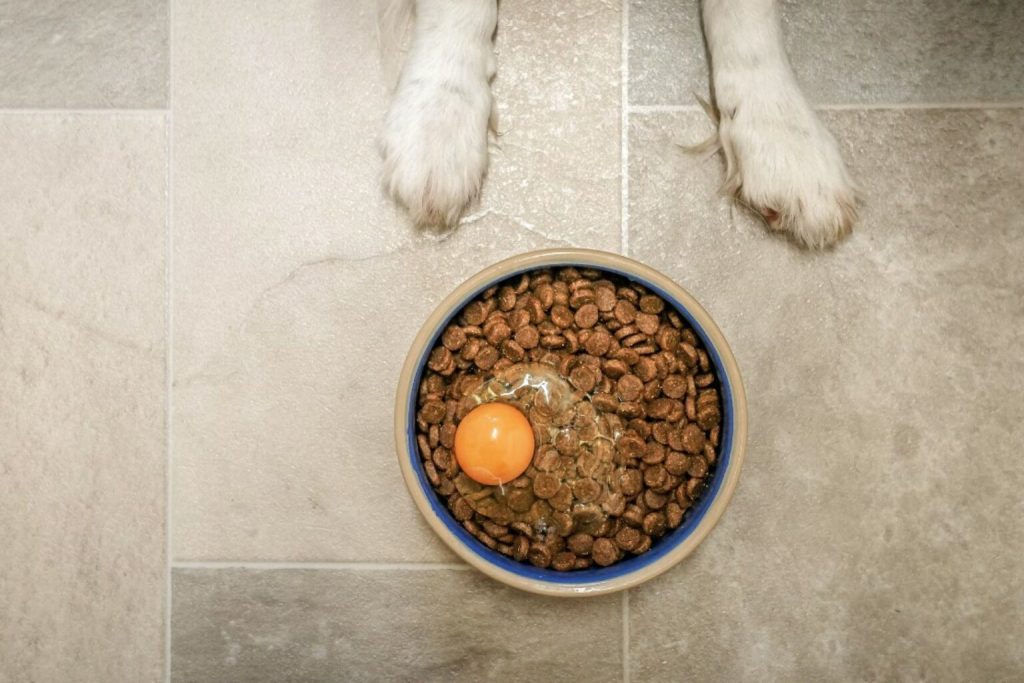 Can Dogs Eat Raw Eggs and Are They Beneficial?