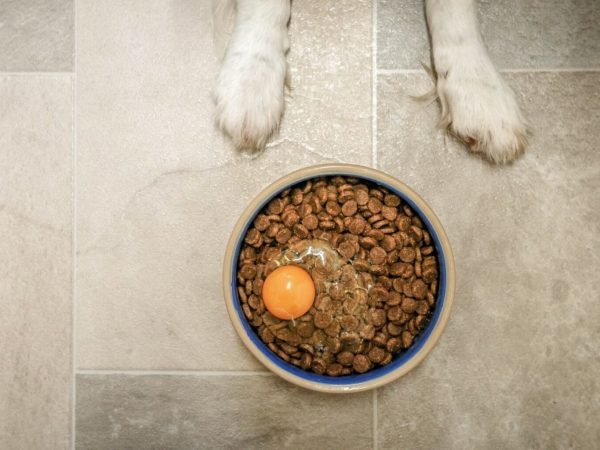 Can Dogs Eat Raw Eggs and Are They Beneficial?