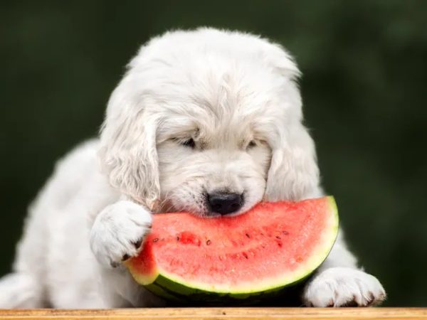 Can dogs eat watermelon?