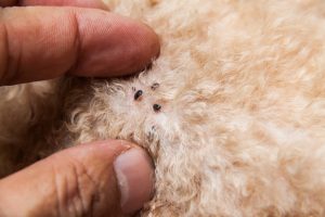 Treatments for Fleas in Dogs