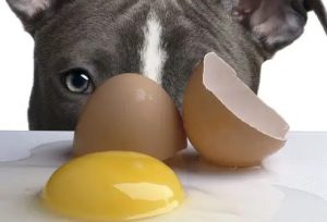 Can Dogs Eat Eggshells?