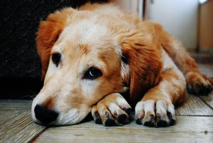 Ringworms On Dogs Treatment And Causes