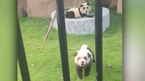 Zoo In China Admits That There Pandas Are Actually Painted Dogs