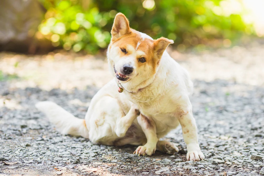 Medication For Dogs Allergies