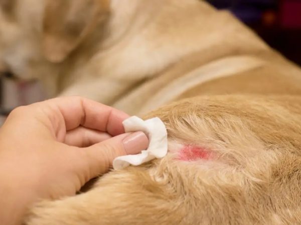 Hotspot for Dogs Ultimate Guide to Effective Treatment