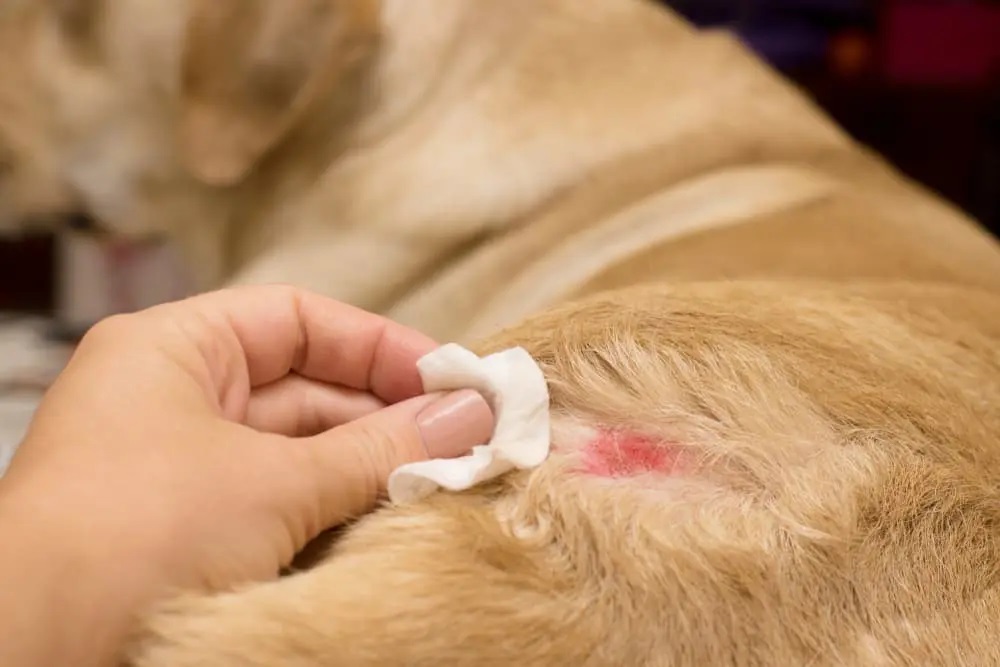 Hotspot for Dogs Ultimate Guide to Effective Treatment