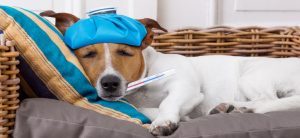 Common Symptoms Can Tell If your Dog Is Sick