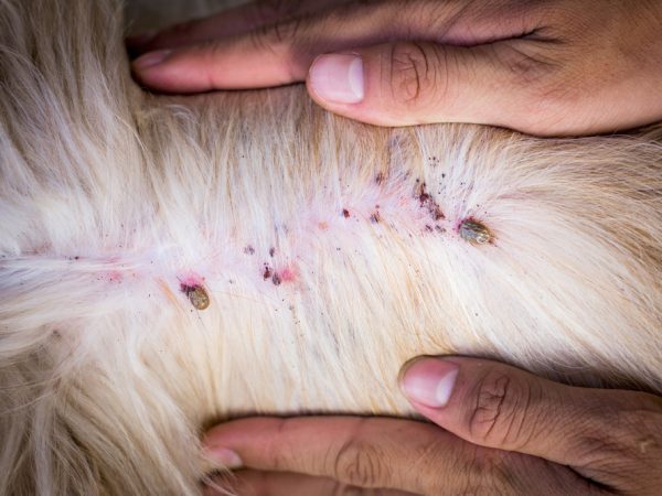 Tick Disease in Dogs