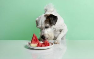 Can dogs eat watermelon?