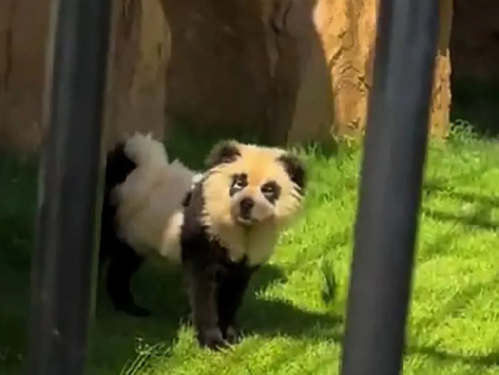 Zoo In China Admits That There Pandas Are Actually Painted Dogs