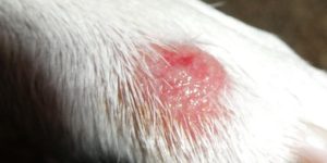 Hotspot for Dogs Ultimate Guide to Effective Treatment