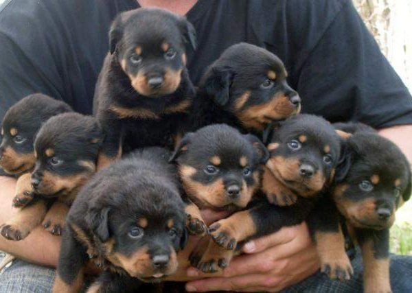 Breeding Rottweiler Dogs