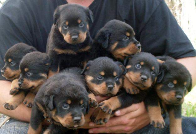 Breeding Rottweiler Dogs