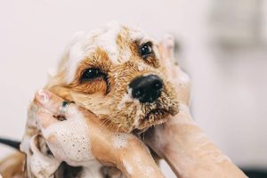 Treatments for Fleas in Dogs Shampoos and Sprays